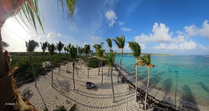 Élagage de cocotier avec intervention en hauteur à Petite Terre 