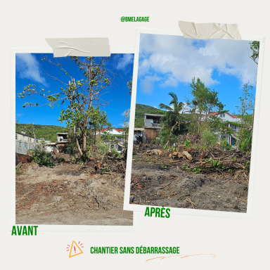 Démontage d’un amandier chez un particulier à La Désirade en Guadeloupe 