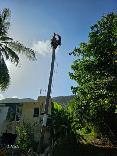 Démontage d’un cocotier chez un particulier à La Désirade en Guadeloupe