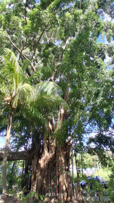 Démontage sécurisé d’un ficus chez un particulier en Guadeloupe