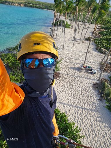Élagage d’un cocotier en Guadeloupe par un professionnel