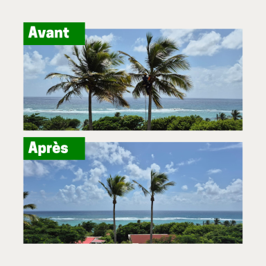 Élagage d’un cocotier en Guadeloupe par un professionnel